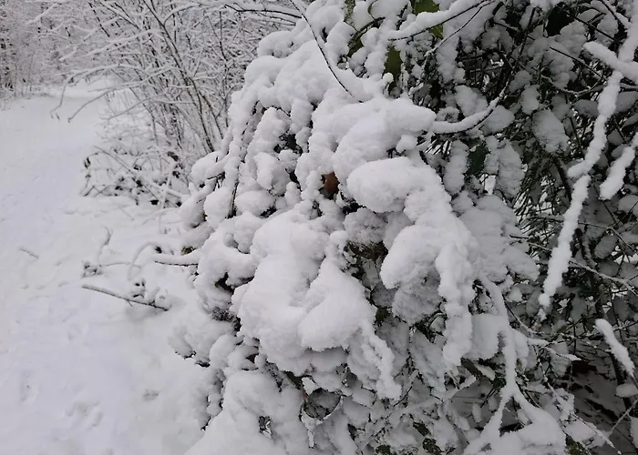 sche Heide