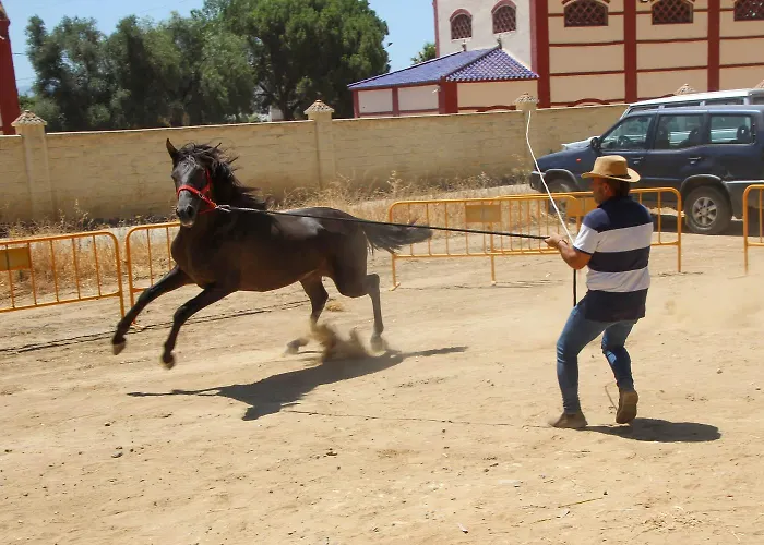 Hotel cerca del colegio: Finca Feliz Andaluz
