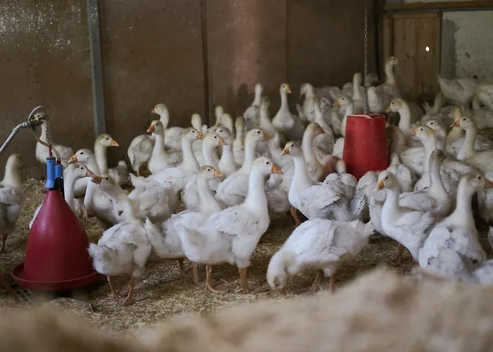 Gasthof Teiser Stern