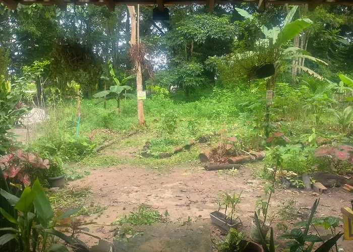 Casa na floresta cósmica