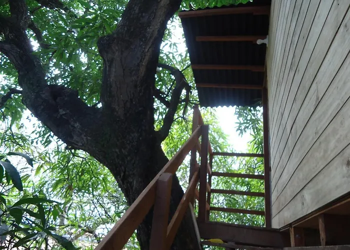  Casa na Árvore