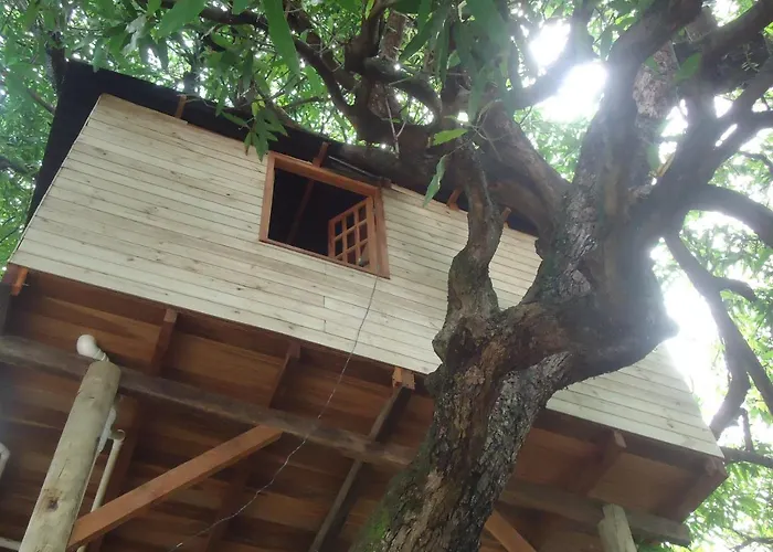  Casa na Árvore